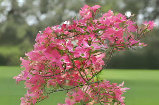 Flowering Dogwood Flowering Dogwood (Cornus florida Southern)