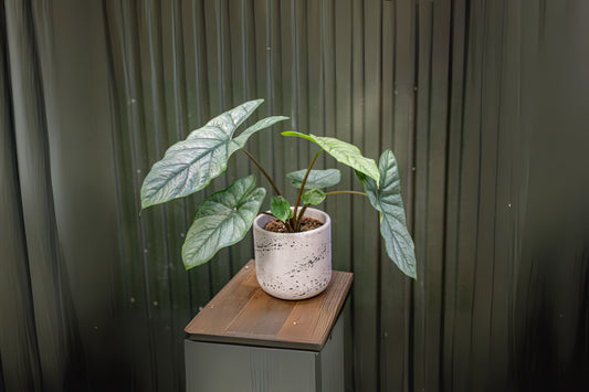 Alocasia heterophylla 'Corazon' 6" Pot - Rare Silver-Green Tropical Plant with Metallic Leaves for Indoor Decor