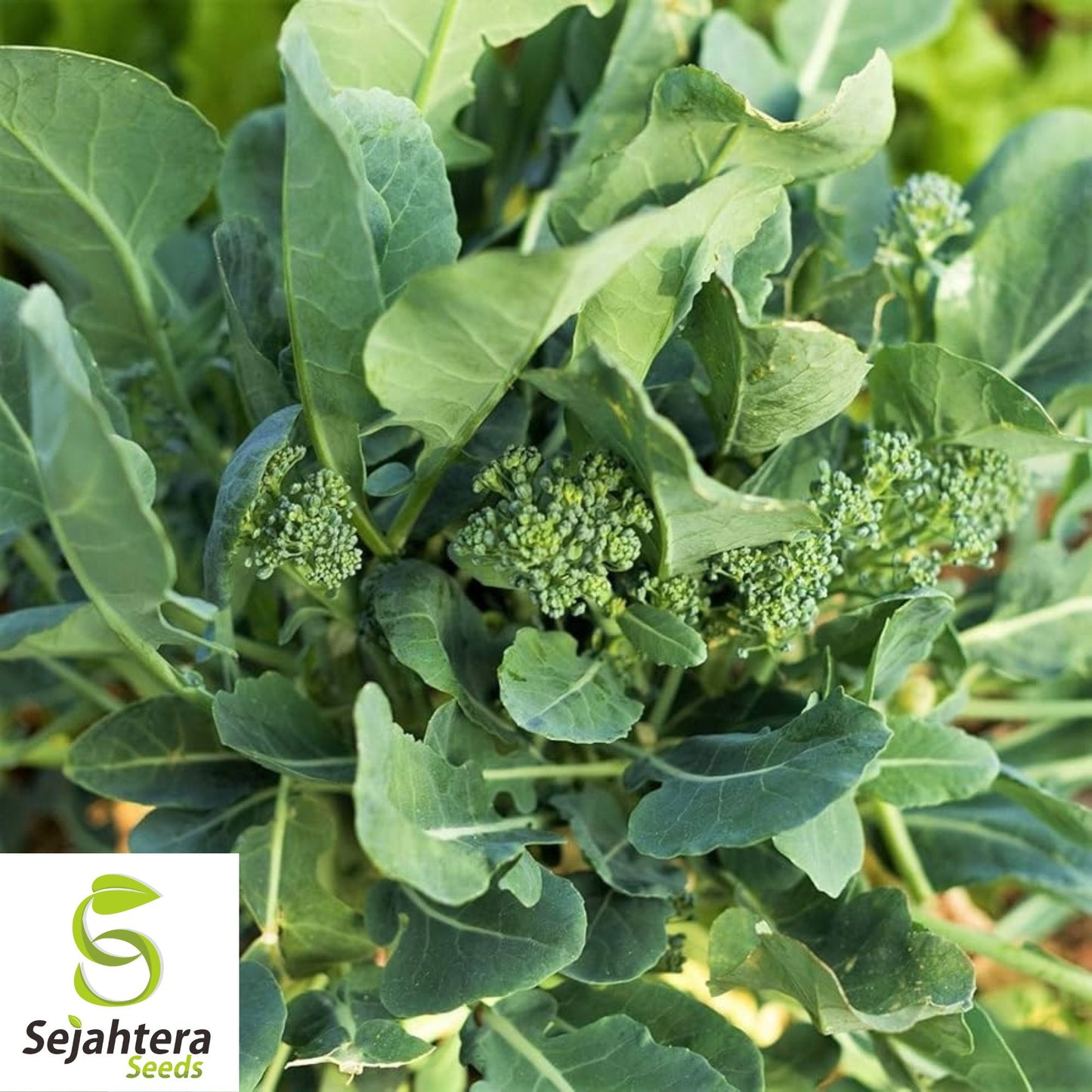 500+ Broccoli Seeds - Non-GMO, Heirloom & Nutritious Vegetable Variety
