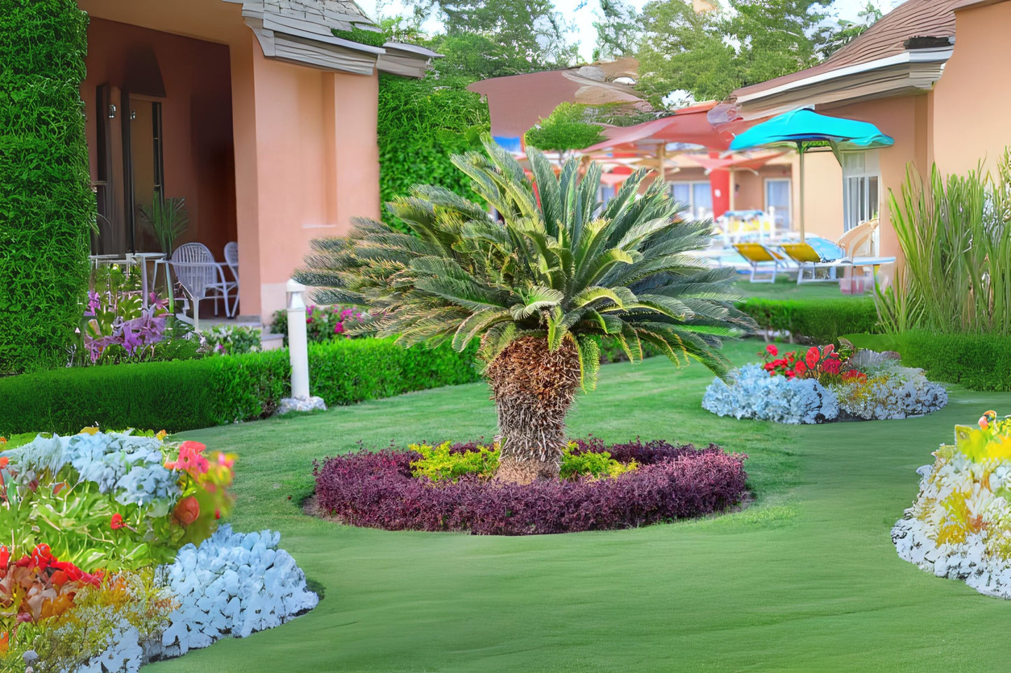 Funeral Palm Sago King Cycad Palm (Cycas revoluta)