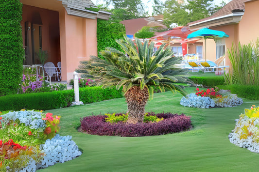 Funeral Palm Sago King Cycad Palm (Cycas revoluta)