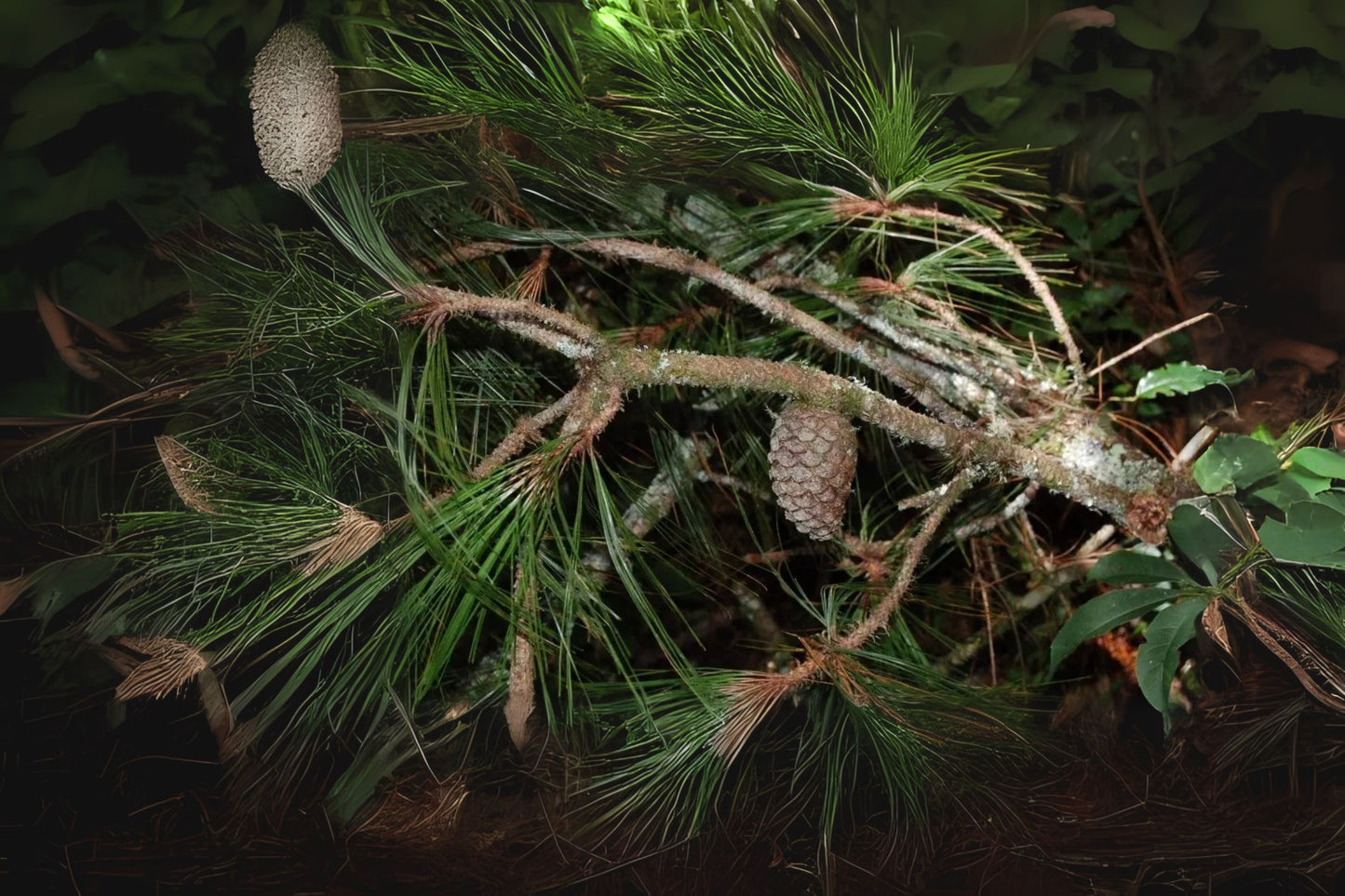 Ocote Caretilla Pinabete Pino Ocote Schwerdtfegers Pine Tecun Uman Pine (Pinus tecunumanii)
