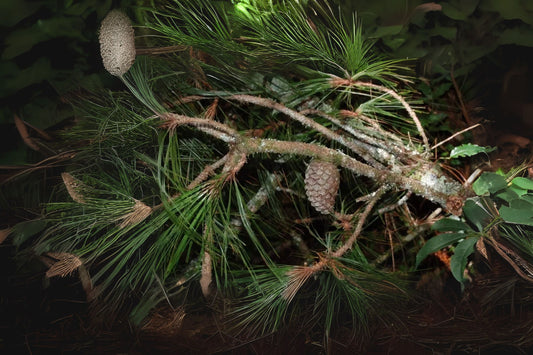 Ocote Caretilla Pinabete Pino Ocote Schwerdtfegers Pine Tecun Uman Pine (Pinus tecunumanii)