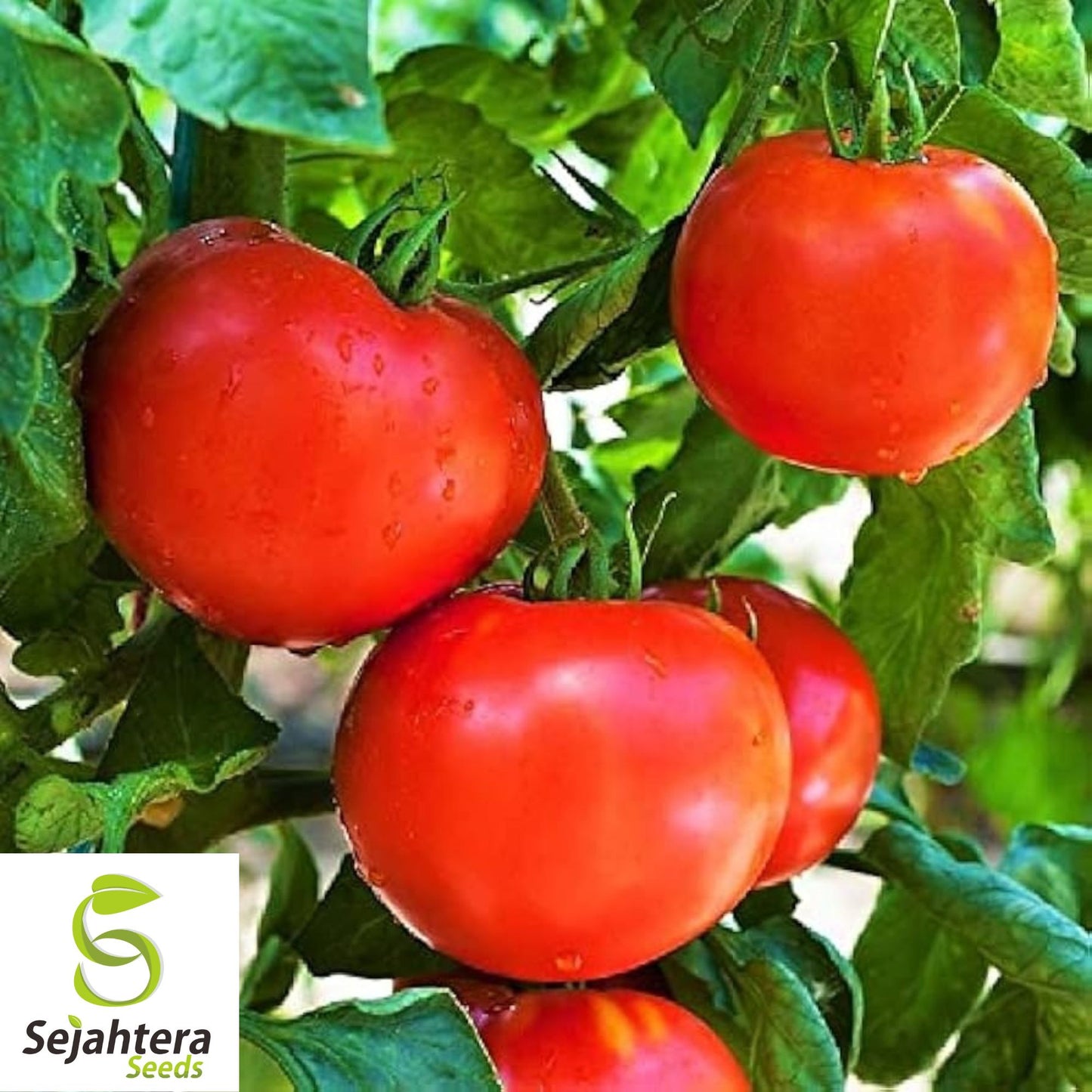 Floridade Tomato Seeds 100 Ct | Heirloom NON-GMO Vegetable Garden USA