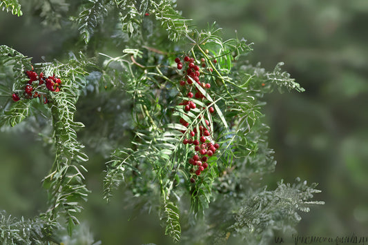Pepper Peruvian Peppertree (Schinus molle)
