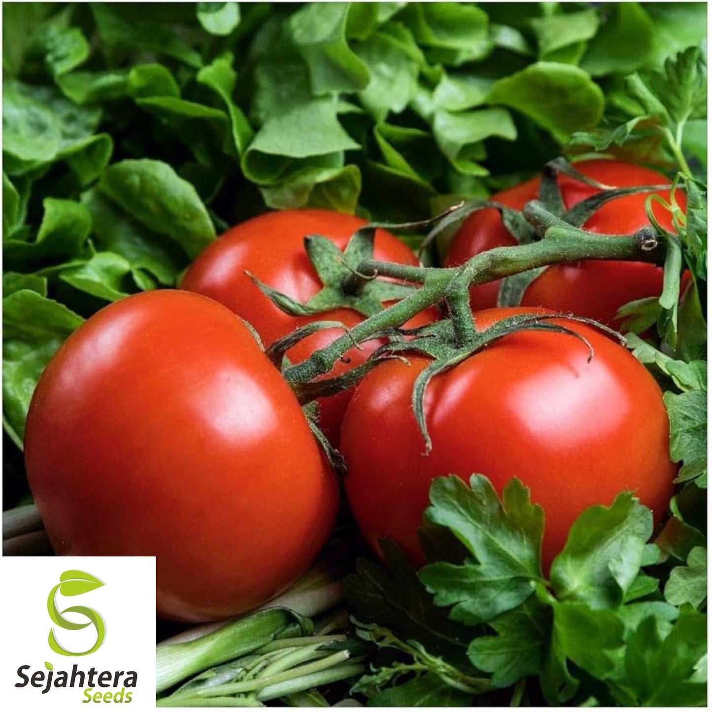 Floridade Tomato Seeds 100 Ct | Heirloom NON-GMO Vegetable Garden USA