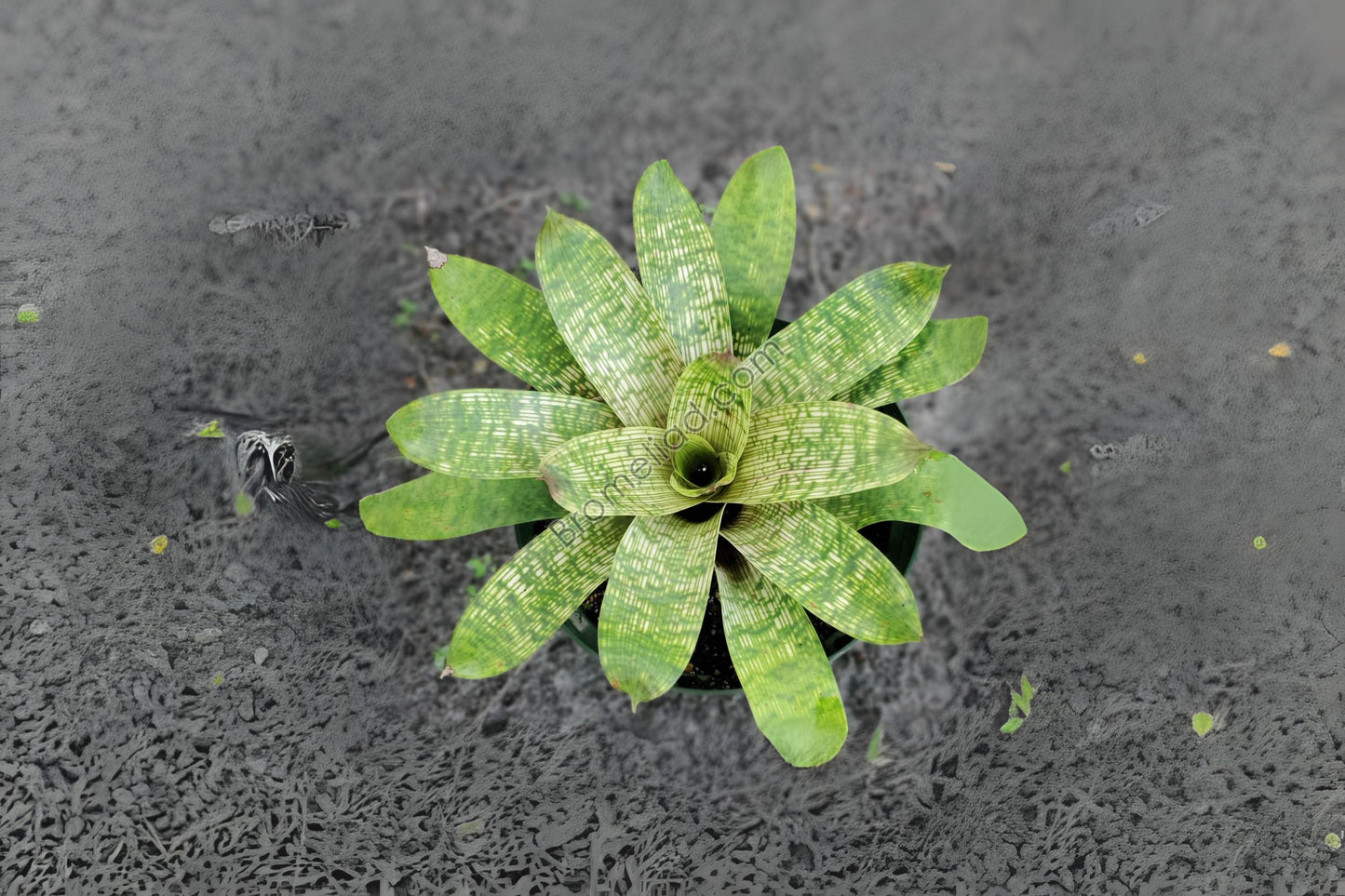 Vriesea gigantea 'Nova' Bromeliad Plant - Large Tropical Indoor/Outdoor Focal Point - Stunning Green & Silver Leaves