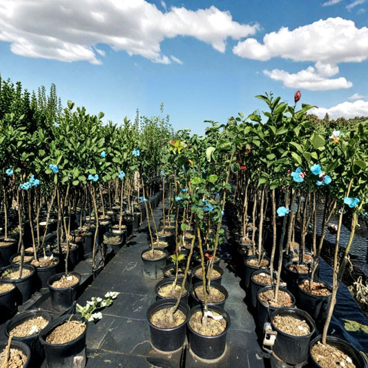 Shinseiki Asian Pear – Pyrus pyrifolia ‘Shinseiki’ Live Fruit Tree | 4–6 Feet Tall | Sweet Crisp Pears  Early Season Variety | Low Chill | Zone 5–10