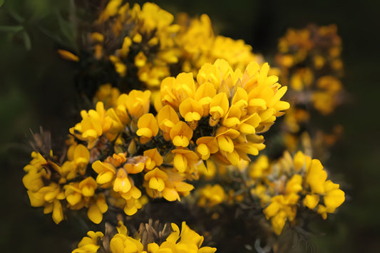 Furze Gorse Whin (Ulex europaea)