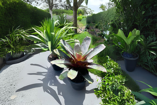 Alcantarea Imperialis 'Silver' Bromeliad 9" Pot - Unique Silver Coloration, Tropical Indoor Plant, Ornamental Houseplant
