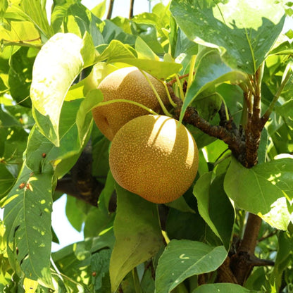 Shinseiki Asian Pear – Pyrus pyrifolia ‘Shinseiki’ Live Fruit Tree | 4–6 Feet Tall | Sweet Crisp Pears  Early Season Variety | Low Chill | Zone 5–10