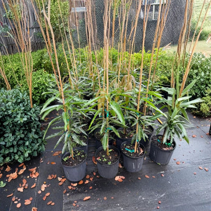 Mallika Mango Tree – Mangifera indica ‘Mallika’ Live Grafted Tree | 3 Gallon Pot | Approx. 2 Feet Tall  Compact & Productive | Sweet Aromatic Fruit | Container Friendly