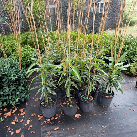 Mallika Mango Tree – Mangifera indica ‘Mallika’ Live Grafted Tree | 3 Gallon Pot | Approx. 2 Feet Tall  Compact & Productive | Sweet Aromatic Fruit | Container Friendly