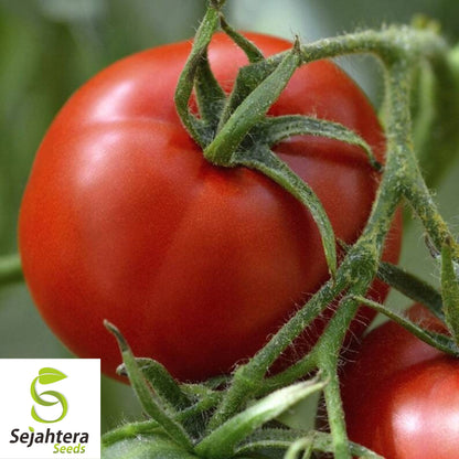 Floridade Tomato Seeds 100 Ct | Heirloom NON-GMO Vegetable Garden USA