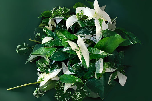 Syngonium Plant - Rooted Albo-Variegatum Variety - Easy Care Houseplant - Syngonium Podophyllum