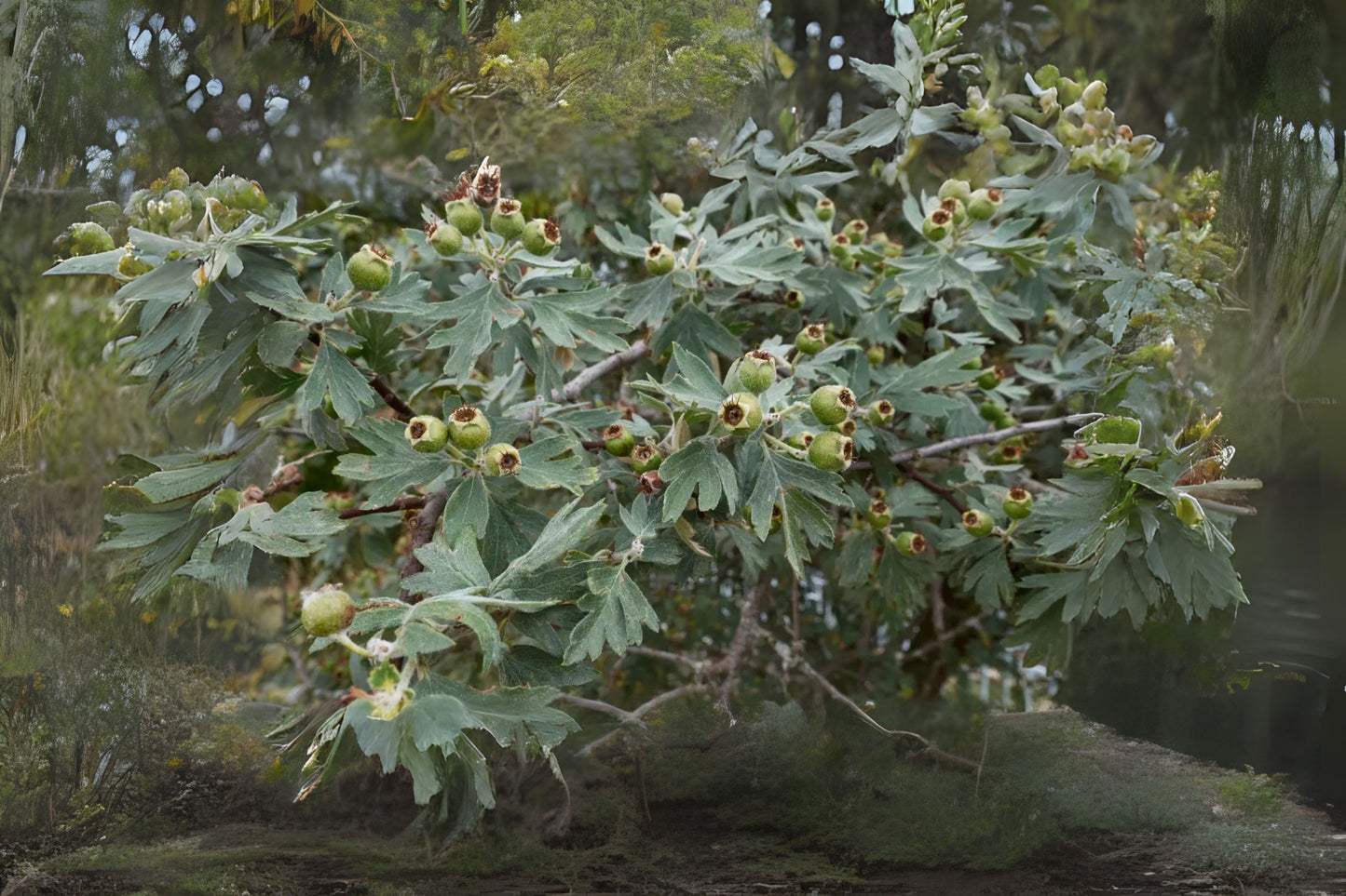 Azarole Mediterranean Medlar Mosphilla (Crataegus azarolus)