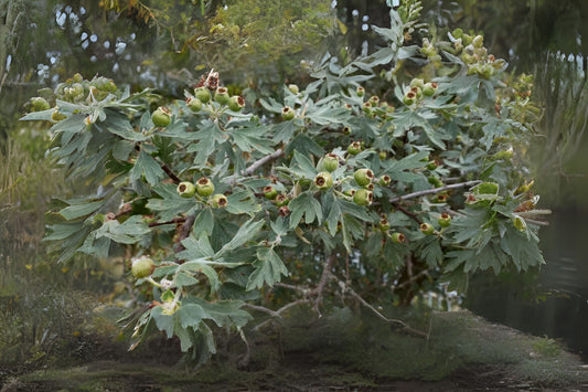 Azarole Mediterranean Medlar Mosphilla (Crataegus azarolus)