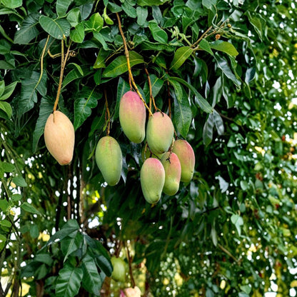 Valencia Pride Mango Tree – Mangifera indica Live Seedling | 7–10 Inches Tall | Organically Grown  Sweet Golden Fruit | Florida Favorite | Tropical Starter Plant