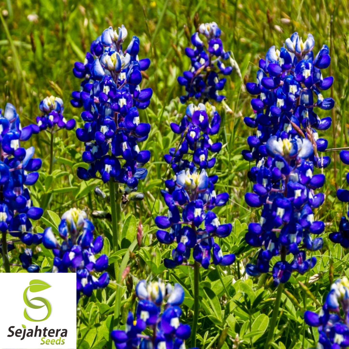 Texas Bluebonnet Seeds - 100+ Heirloom - Fragrant, Pollinator-Friendly & Bright