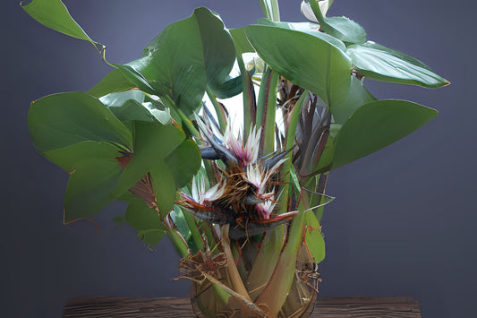 White Bird of Paradise Plant – Live Indoor Tropical Houseplant – Large Leaf Strelitzia reginae – Exotic Home Decor
