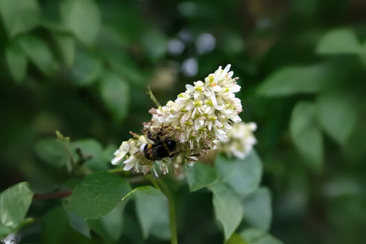Asiatic Yellowwood Buergeri Amur Maackia (Maackia amurensis 'Buergeri')