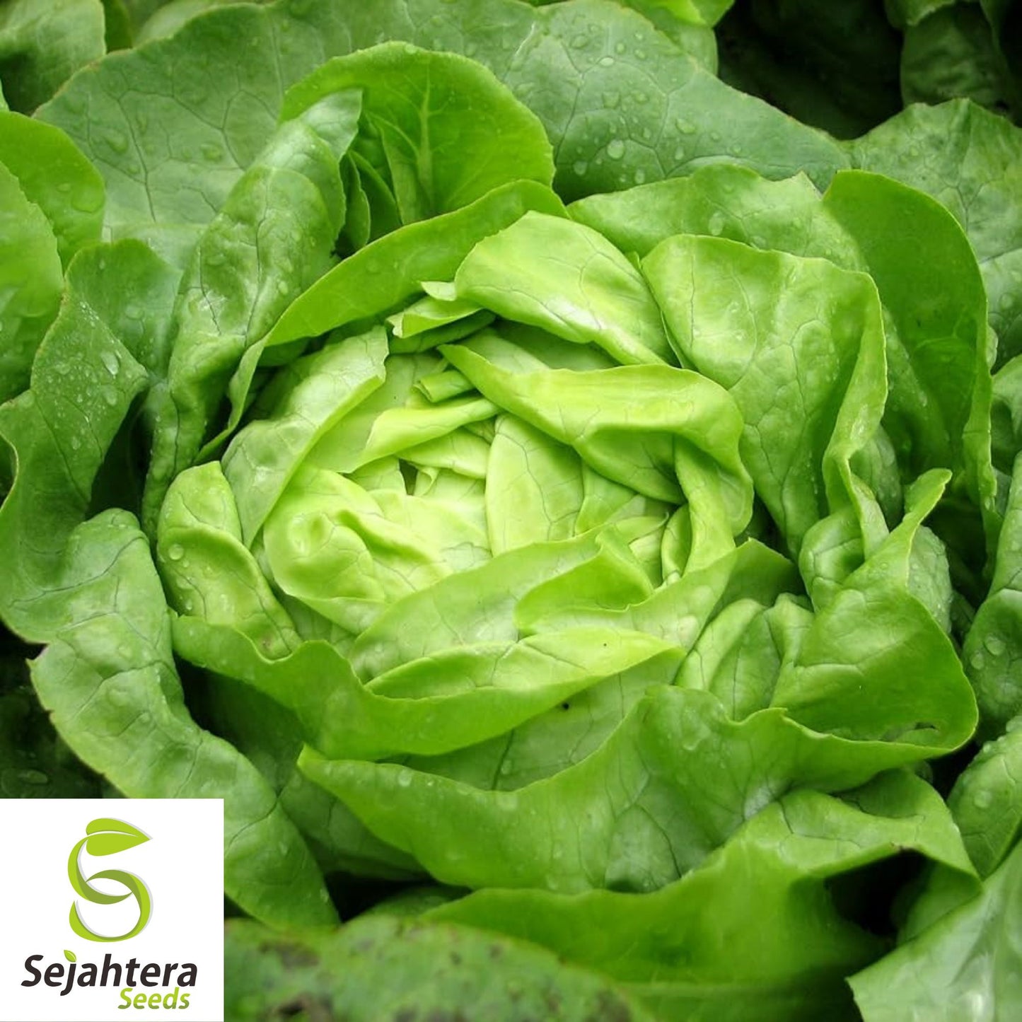 1000 Buttercrunch Lettuce Seeds - Non-GMO, Tender & Crisp Butterhead