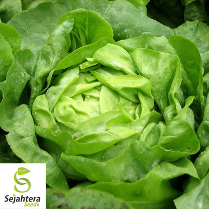 1000 Buttercrunch Lettuce Seeds - Non-GMO, Tender & Crisp Butterhead