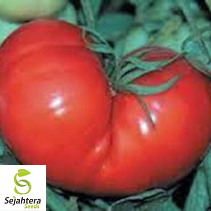 Floridade Tomato Seeds 100 Ct | Heirloom NON-GMO Vegetable Garden USA