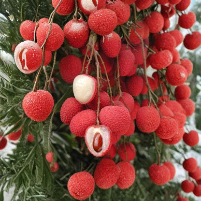 Sweetheart Lychee Tree – Litchi chinensis Live Air-Layered Tree | 3–4 Feet Tall | Includes 7 Gallon Nursery Pot  Premium Tropical Fruit | Sweet Small-Seed Variety | Backyard Orchard Favorite
