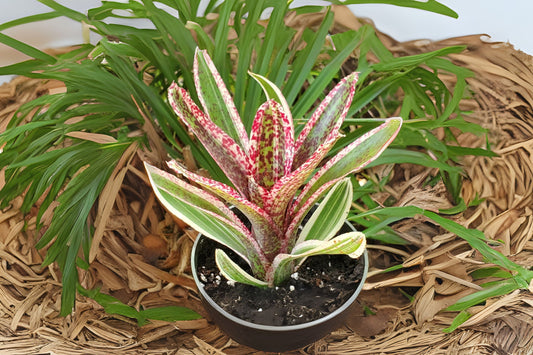 Bromeliad Plant 4 inch Neoregelia Heat Rash - Tropical Indoor Houseplant, Colorful Foliage, Easy Care, Perfect for Home Decor