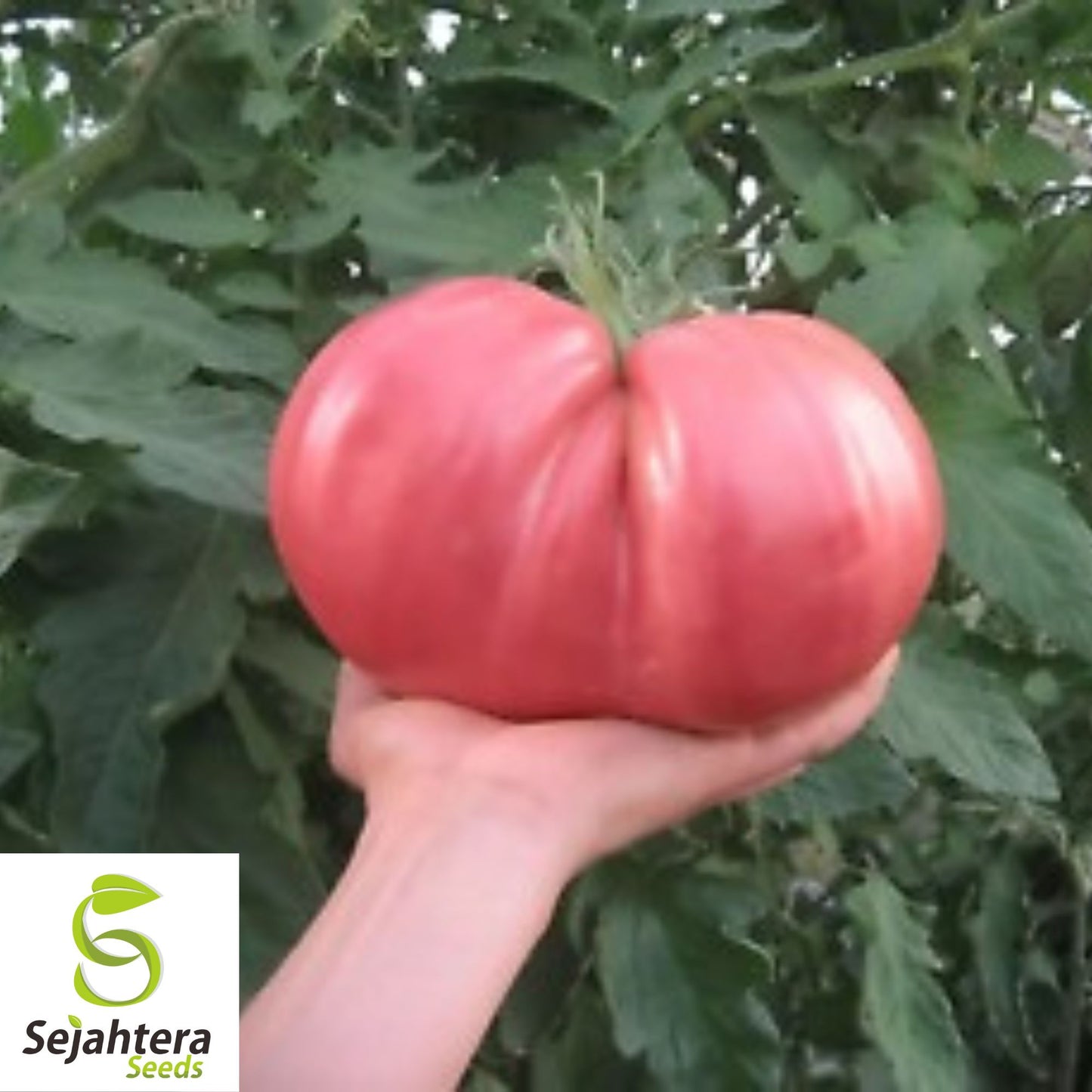German Giant Tomato Seeds - 120+ Organic Heirloom - Huge & Juicy - Non-GMO