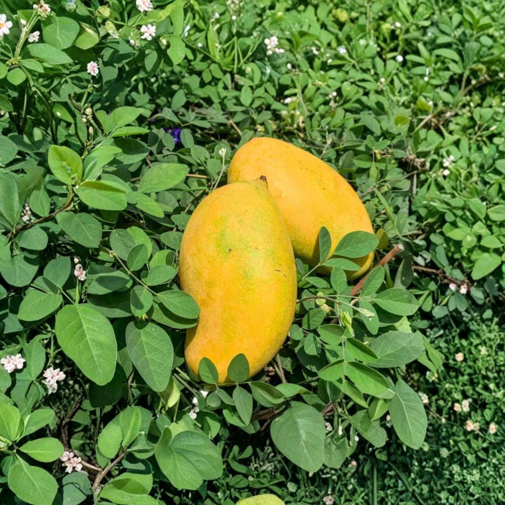 Mallika Mango Tree – Mangifera indica ‘Mallika’ Live Grafted Tree | 3 Gallon Pot | Approx. 2 Feet Tall  Compact & Productive | Sweet Aromatic Fruit | Container Friendly