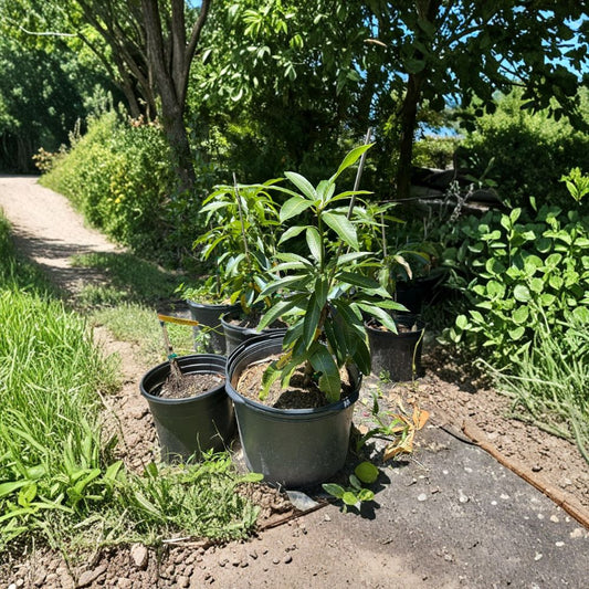 Mallika Dwarf Mango Tree – Mangifera indica ‘Mallika’ Live Grafted Tree | 2–4 Feet Tall | 3 Gallon Pot  Cold Hardy | Compact Growth | Ships to CA & PR