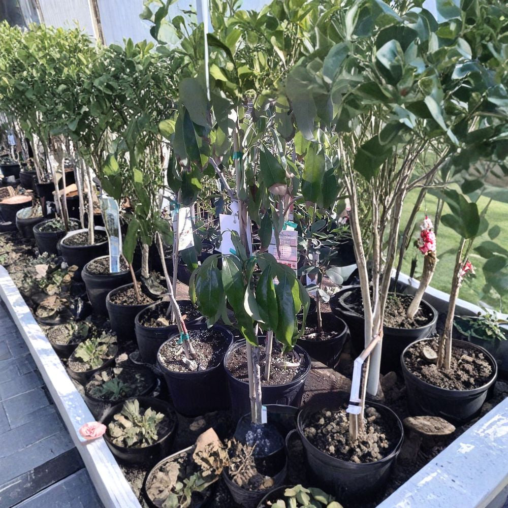 Sweetheart Lychee Tree – Litchi chinensis Live Air-Layered Tree | 3–4 Feet Tall | Includes 7 Gallon Nursery Pot  Premium Tropical Fruit | Sweet Small-Seed Variety | Backyard Orchard Favorite