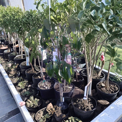 Sweetheart Lychee Tree – Litchi chinensis Live Air-Layered Tree | 3–4 Feet Tall | Includes 7 Gallon Nursery Pot  Premium Tropical Fruit | Sweet Small-Seed Variety | Backyard Orchard Favorite