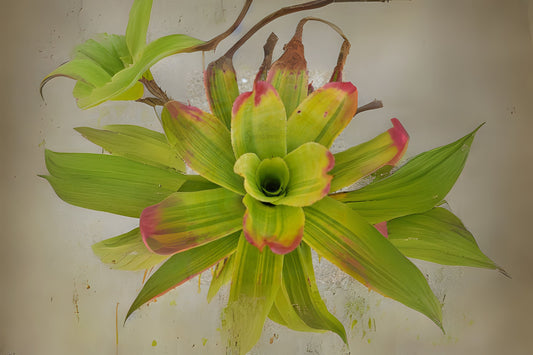 Bromeliad Hohenbergia Castellanosii Variegated 8" Pot - Lime Green Foliage with Red Tips - Unique Landscape Plant