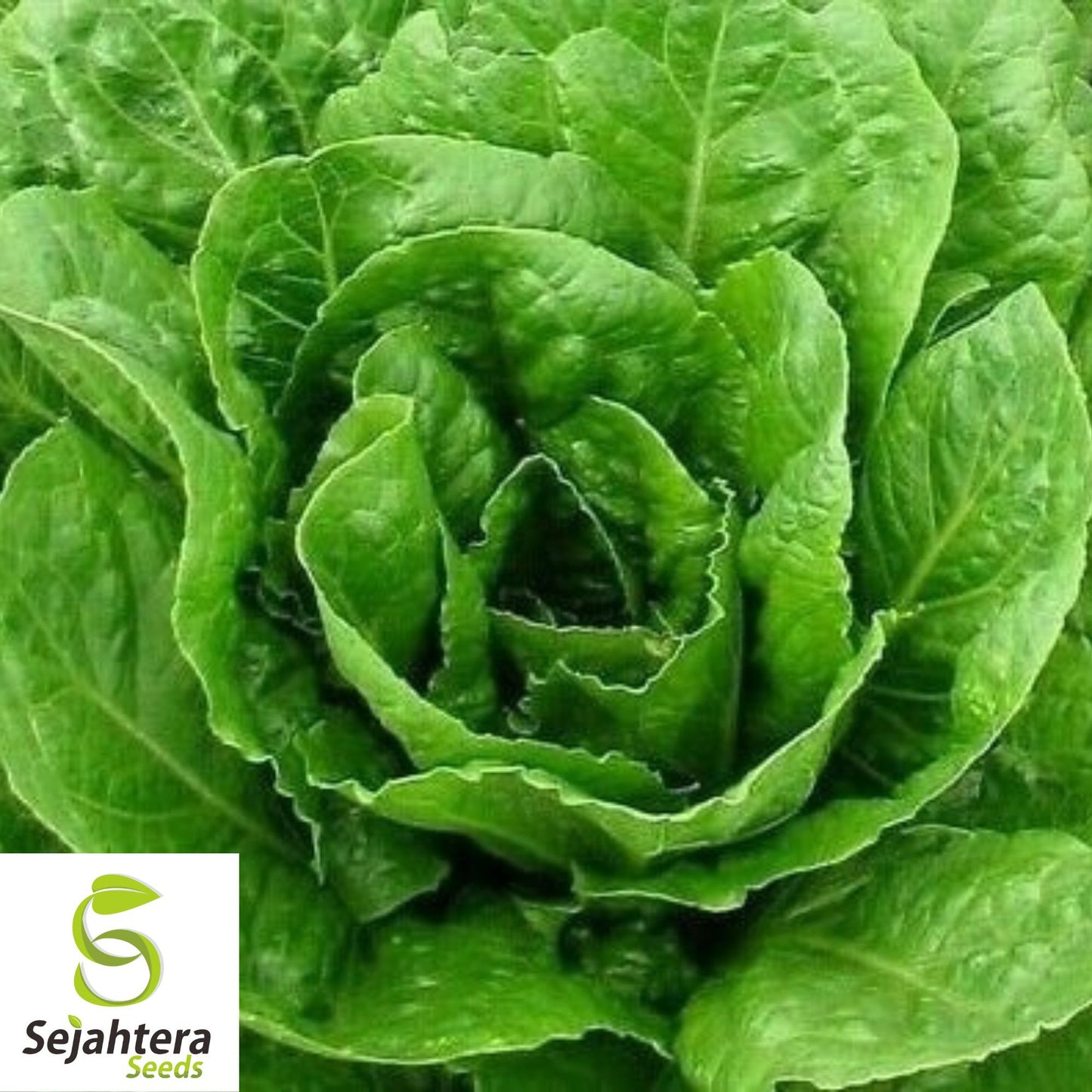 1000 Buttercrunch Lettuce Seeds - Non-GMO, Tender & Crisp Butterhead