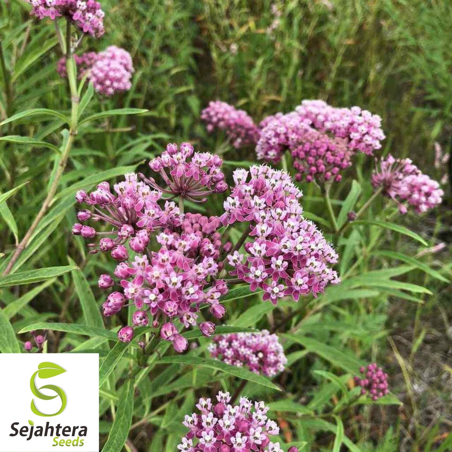 Swamp Milkweed Seeds 30+ | Asclepias incarnata Perennial Butterfly Flower USA