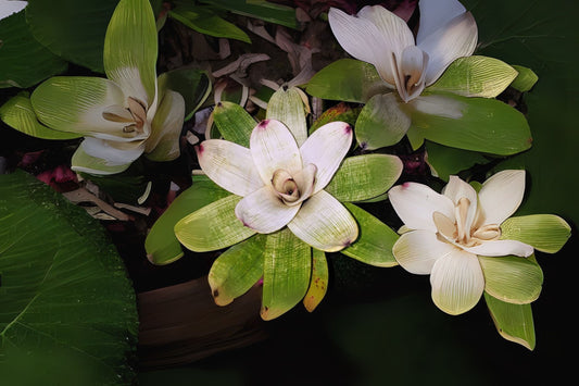 Bromeliad Plant Vriesea Milky Way 6" Pot - Very Rare Tropical Houseplant - Ideal for Indoor Gardening and Plant Collectors