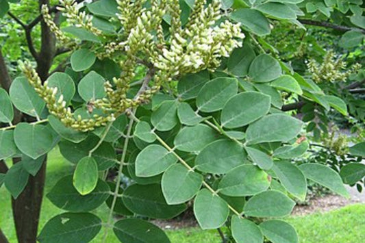 Flowering Ash (Fraxinus ornus)