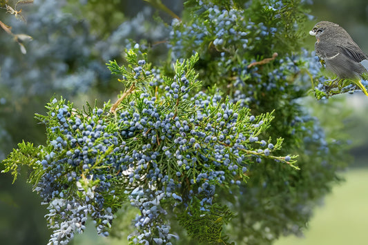Eastern Cedar Eastern Redcedar (Juniperus virginiana midwestern eco-type)