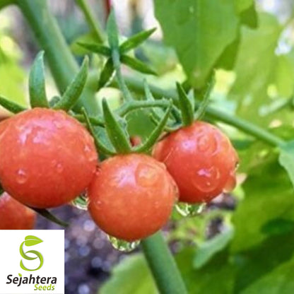 German Giant Tomato Seeds - 120+ Organic Heirloom - Huge & Juicy - Non-GMO