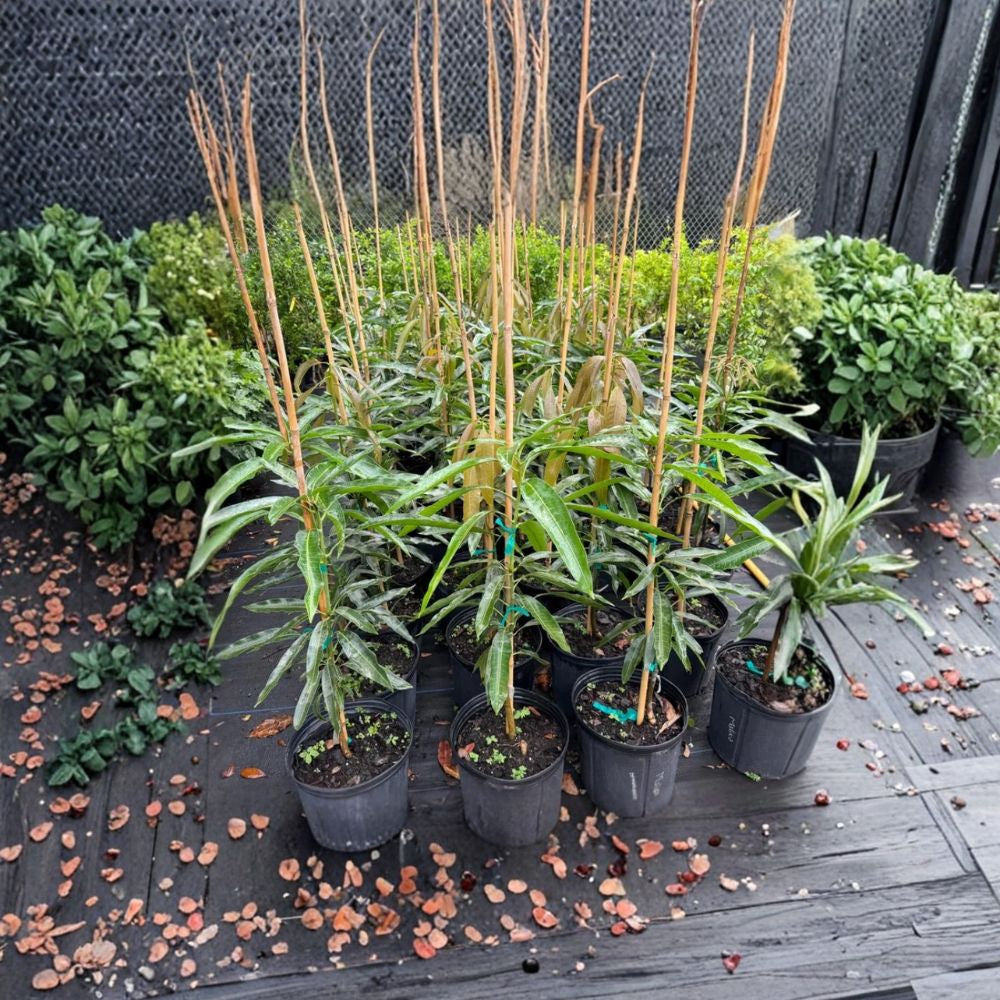 Mallika Mango Tree – Mangifera indica ‘Mallika’ Live Grafted Tree | 3 Gallon Pot | Approx. 2 Feet Tall  Compact & Productive | Sweet Aromatic Fruit | Container Friendly