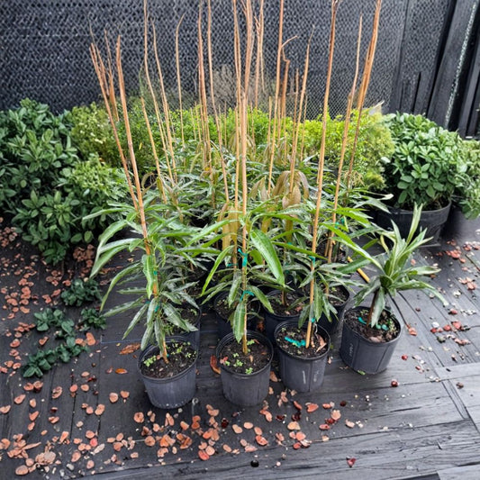Mallika Mango Tree – Mangifera indica ‘Mallika’ Live Grafted Tree | 3 Gallon Pot | Approx. 2 Feet Tall  Compact & Productive | Sweet Aromatic Fruit | Container Friendly
