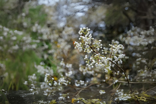 White-berried Beautyberry (Callicarpa japonica 'Leucocarpa')
