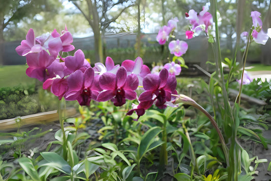 Dendrobium Orchid Plant - Airy Blue Variety - Dendrobium Caesar - White Flowers with Yellow Lip - Tropical Houseplant