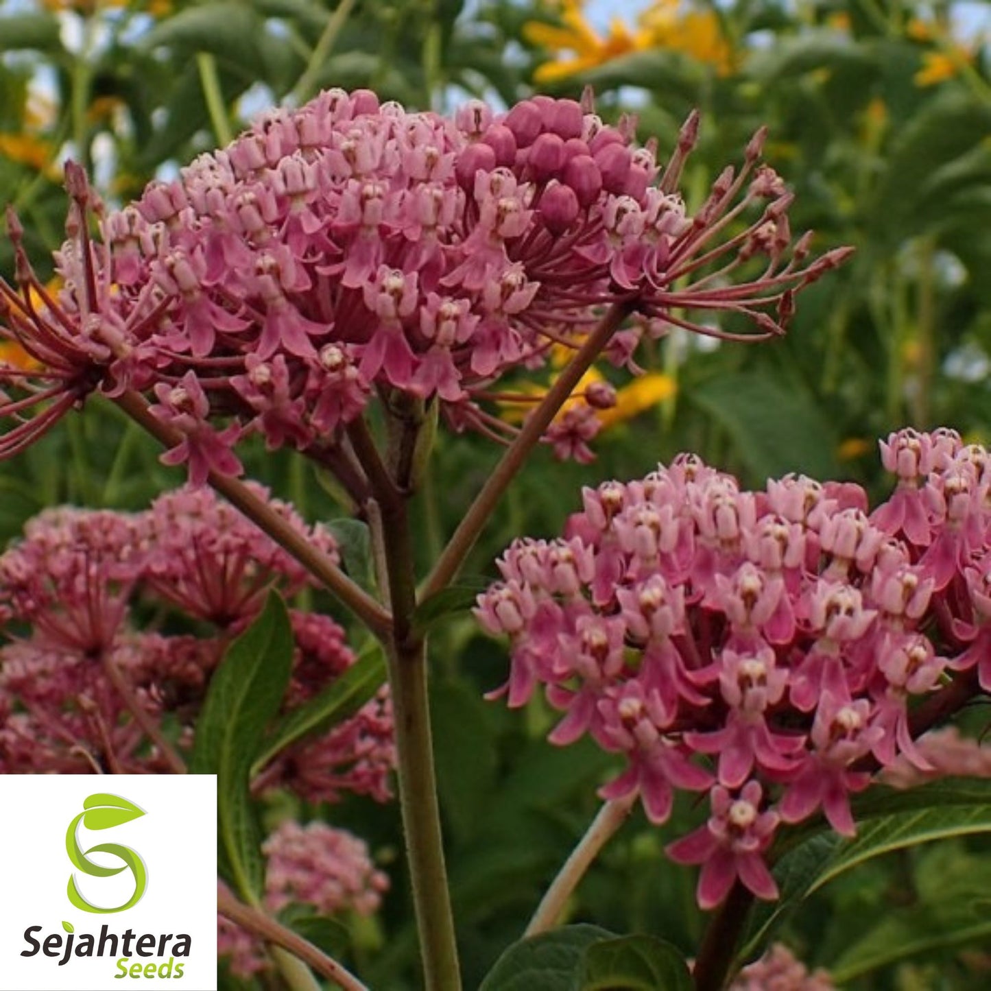 Swamp Milkweed Seeds 30+ | Asclepias incarnata Perennial Butterfly Flower USA