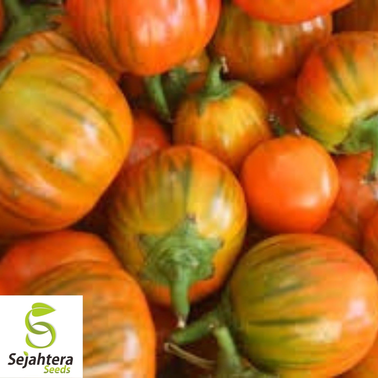 Turkish Orange Eggplant Seeds - 50+ Heirloom, Organic, Non-GMO & Fresh