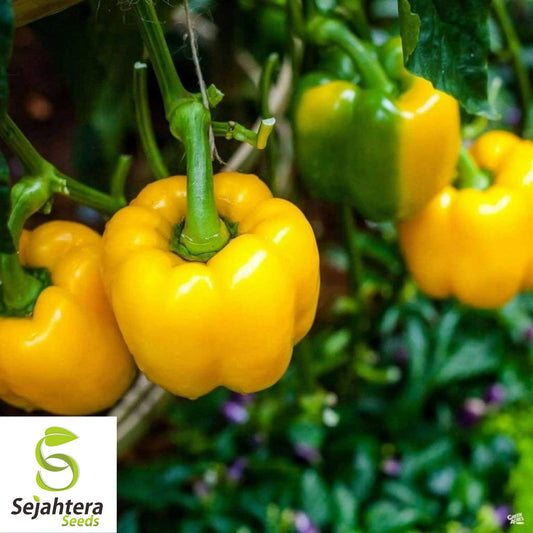 20 Sunbright Sweet Bell Pepper Seeds - Non-GMO, Crisp & Vibrant Variety