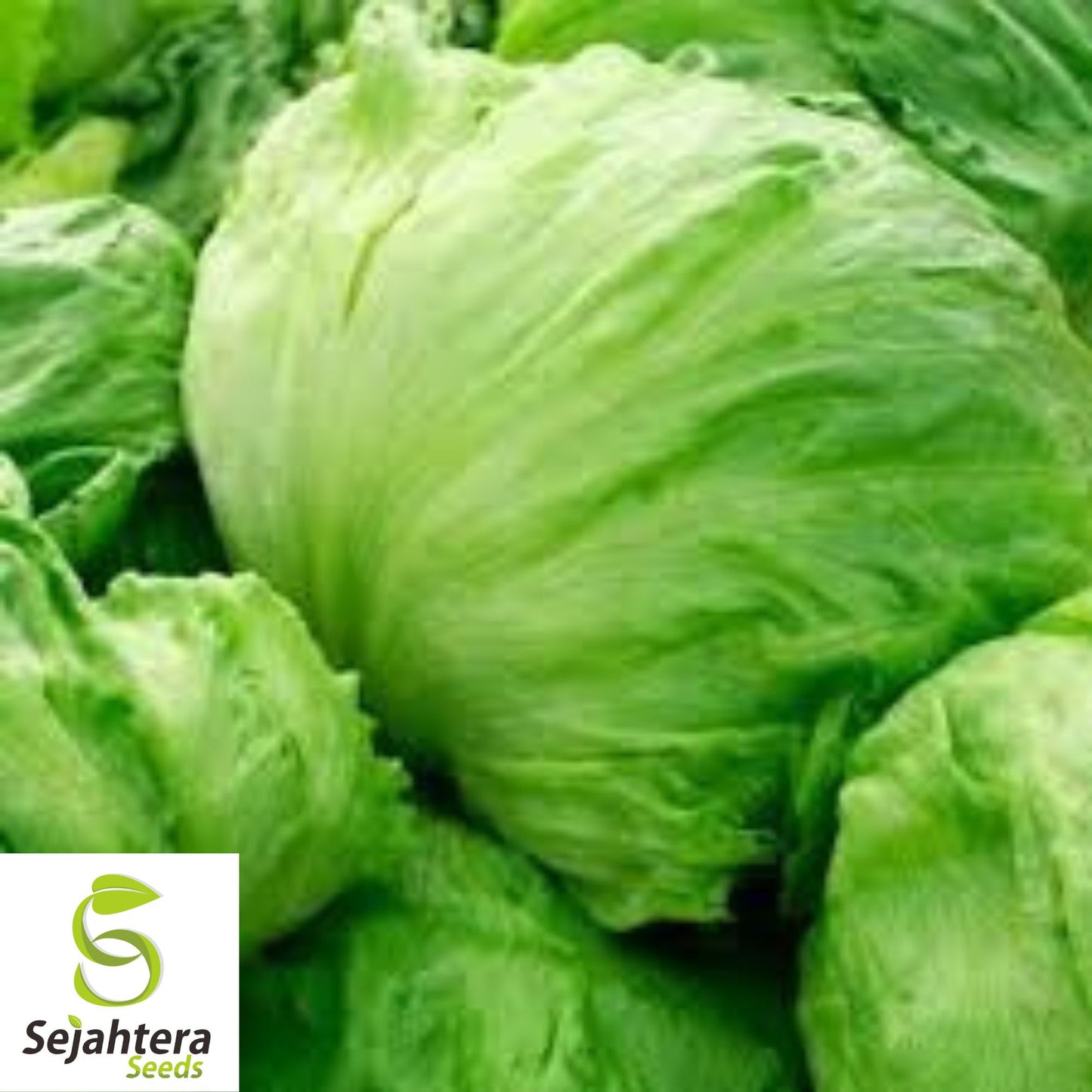 1200+ Iceberg Batavian Lettuce Seeds - Non-GMO, Crisp & Heirloom Variety